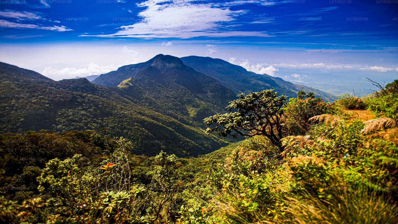 Hiking in Horton Plains Borders via Rail Tracks from Pattipota