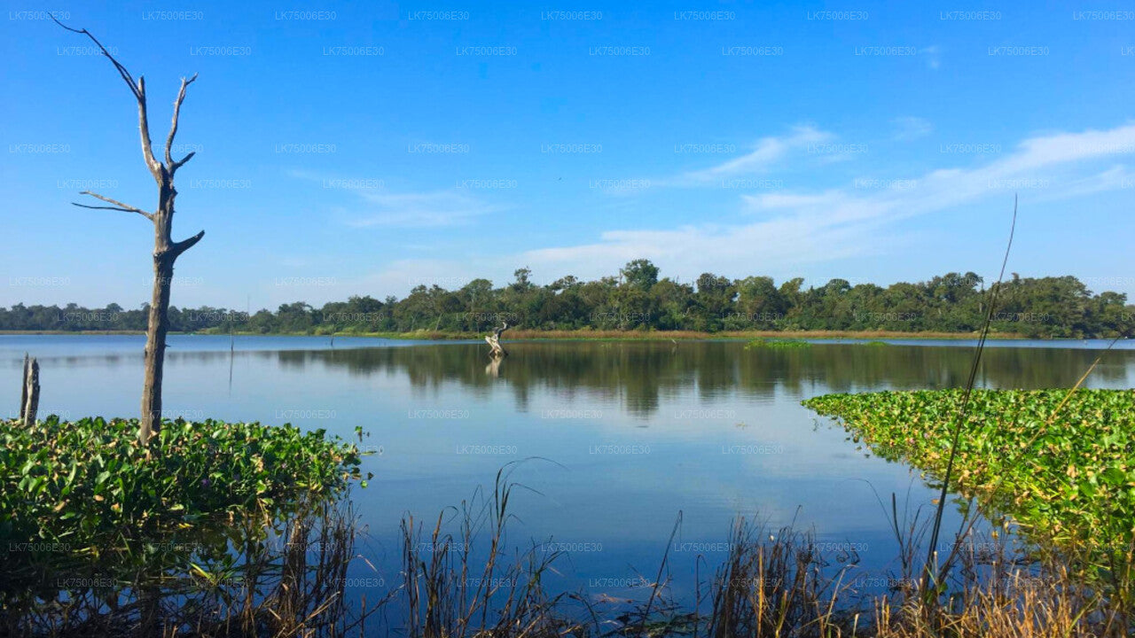 Birdwatching Boat Ride at Kalametiya Sanctuary from Tangalle