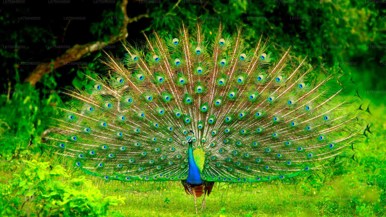 Birdwatching Safari in Udawalawe National Park from Colombo