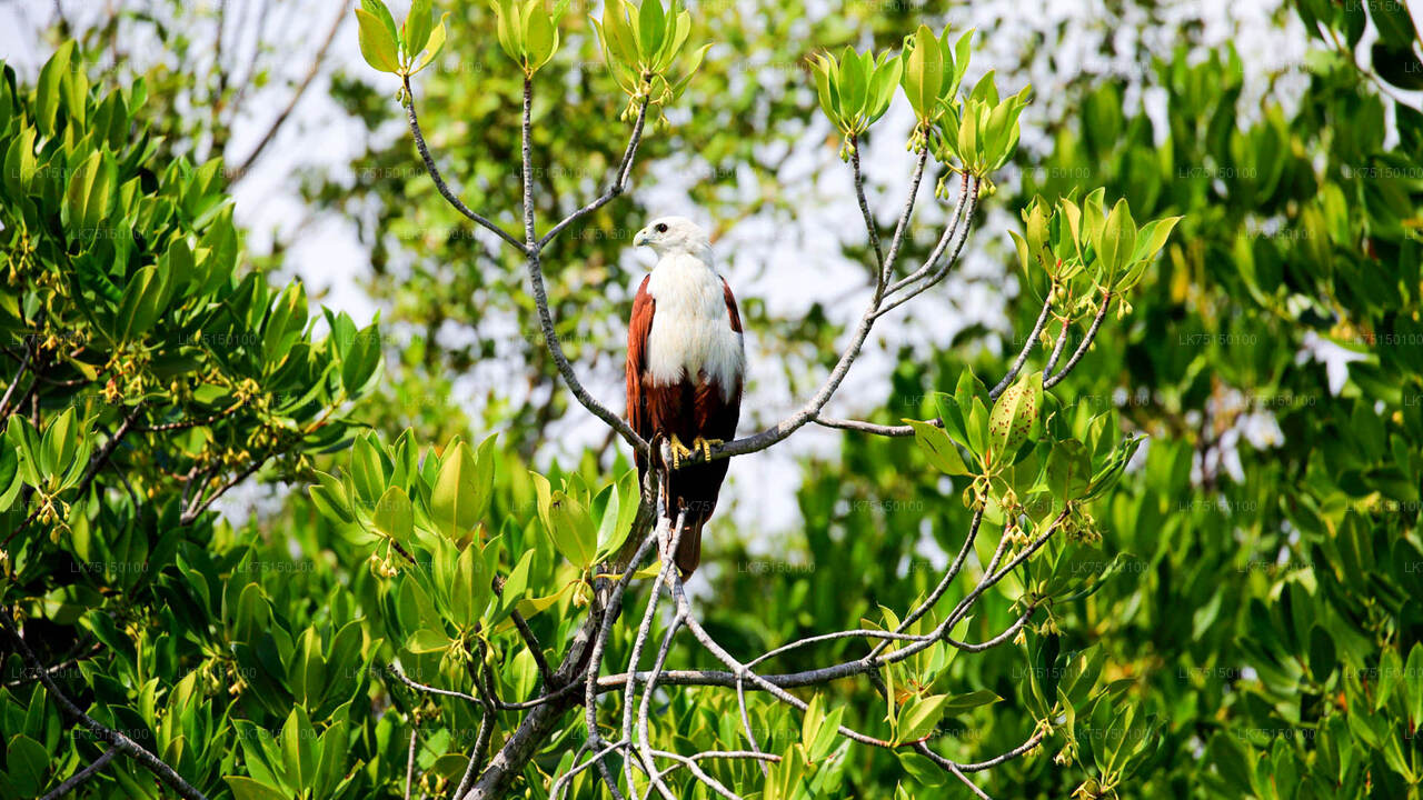 Birdwatching at Anawilundawa Sanctuary from Kalpitiya