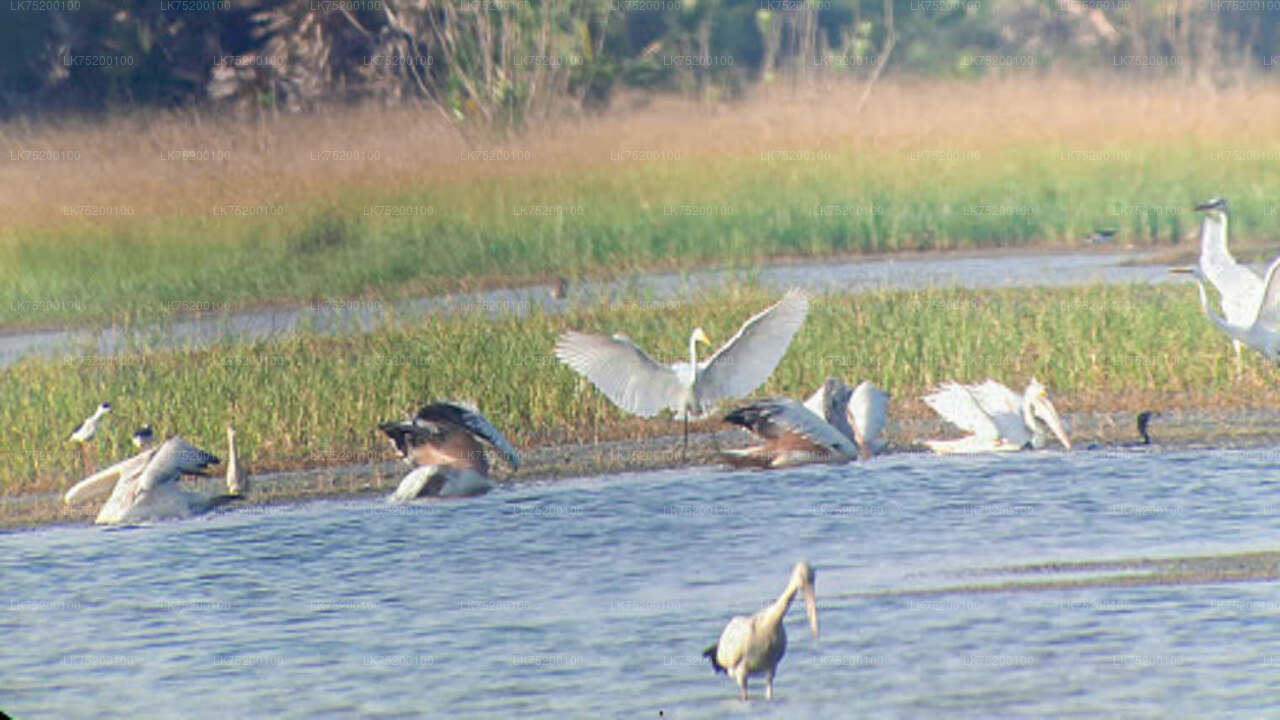 Birdwatching Walk in Sigiriya Countryside