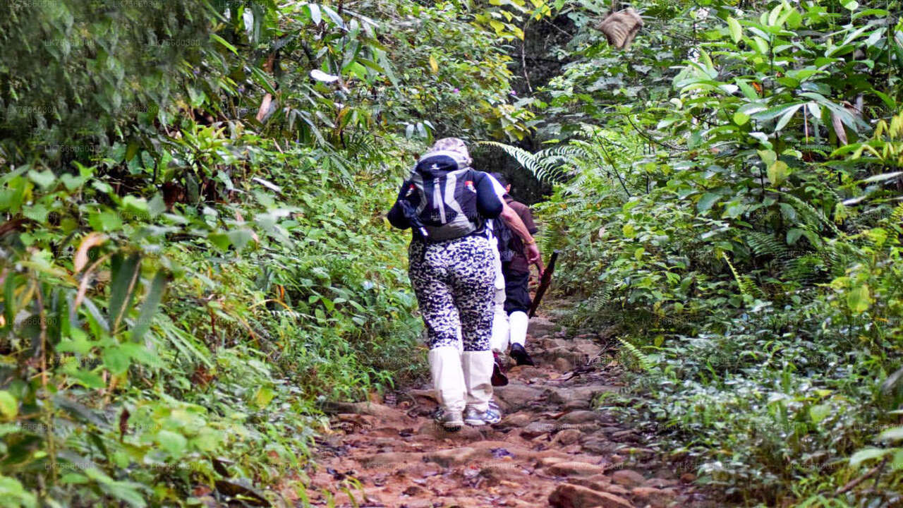 Birdwatching at Kitulgala from Mount Lavinia