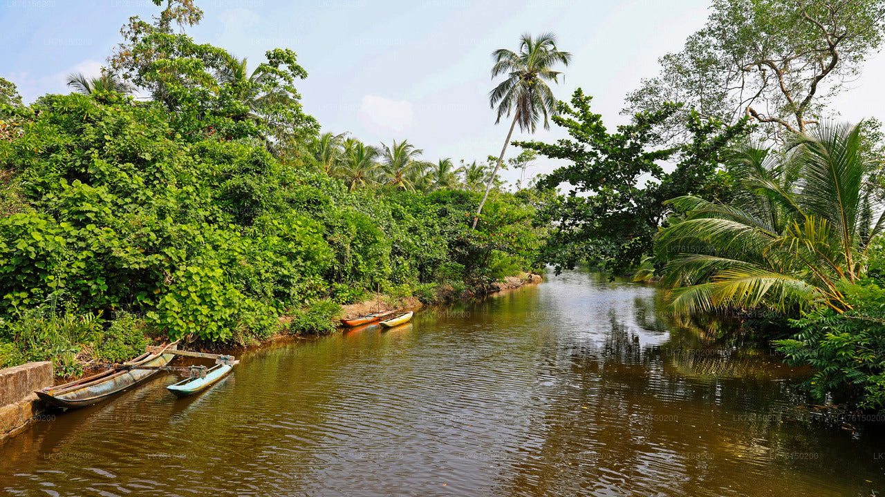 Mangrove Forest Boat Tour from Kalpitiya