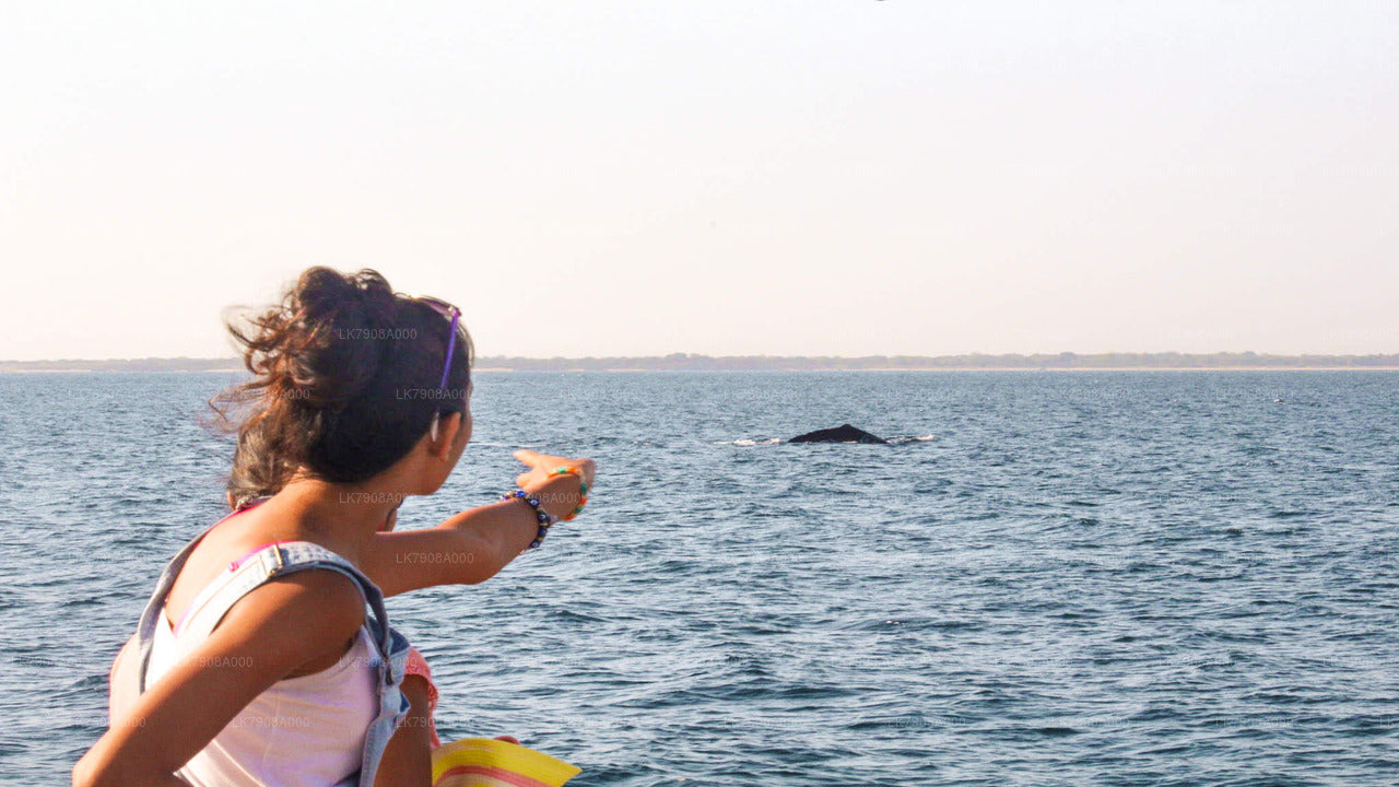 Whale Watching Yacht Tour from Mirissa