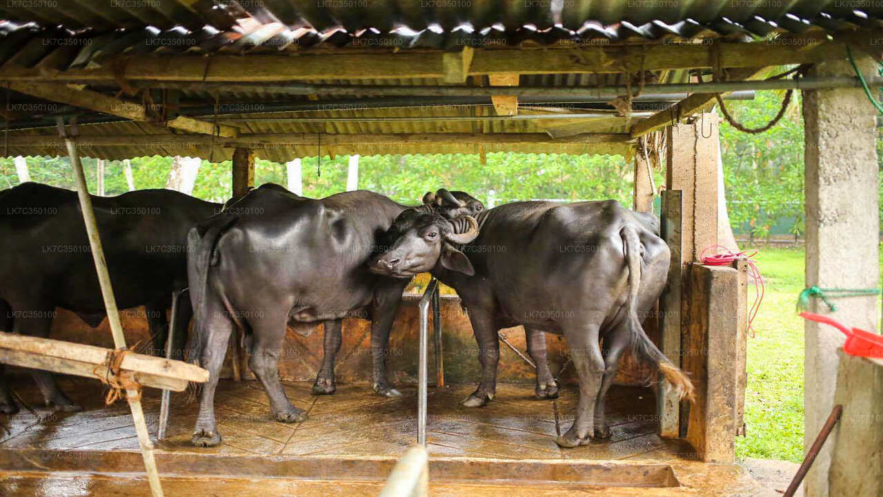 Curd Processing Experience from Tissamaharama